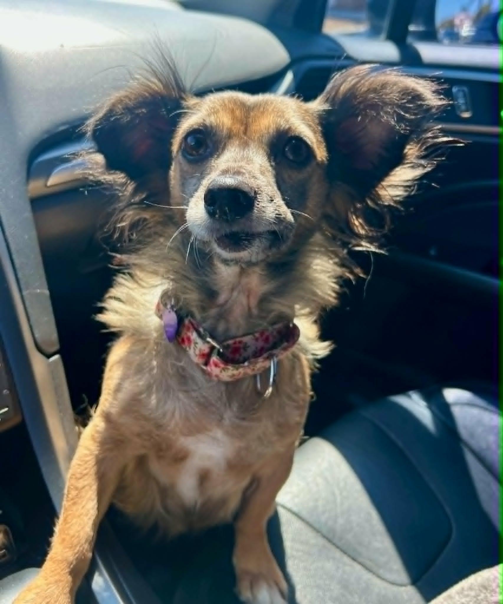 Enlarge Abby, a ADOPTABLE mixed breed in Temecula, CA image 3/6