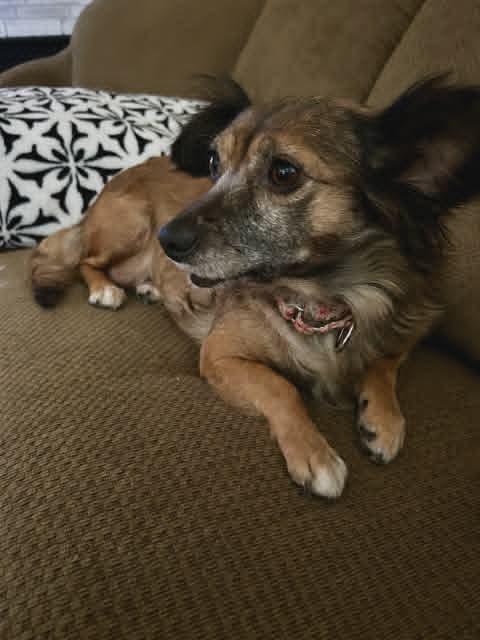 Enlarge Abby, a ADOPTABLE mixed breed in Temecula, CA image 4/6