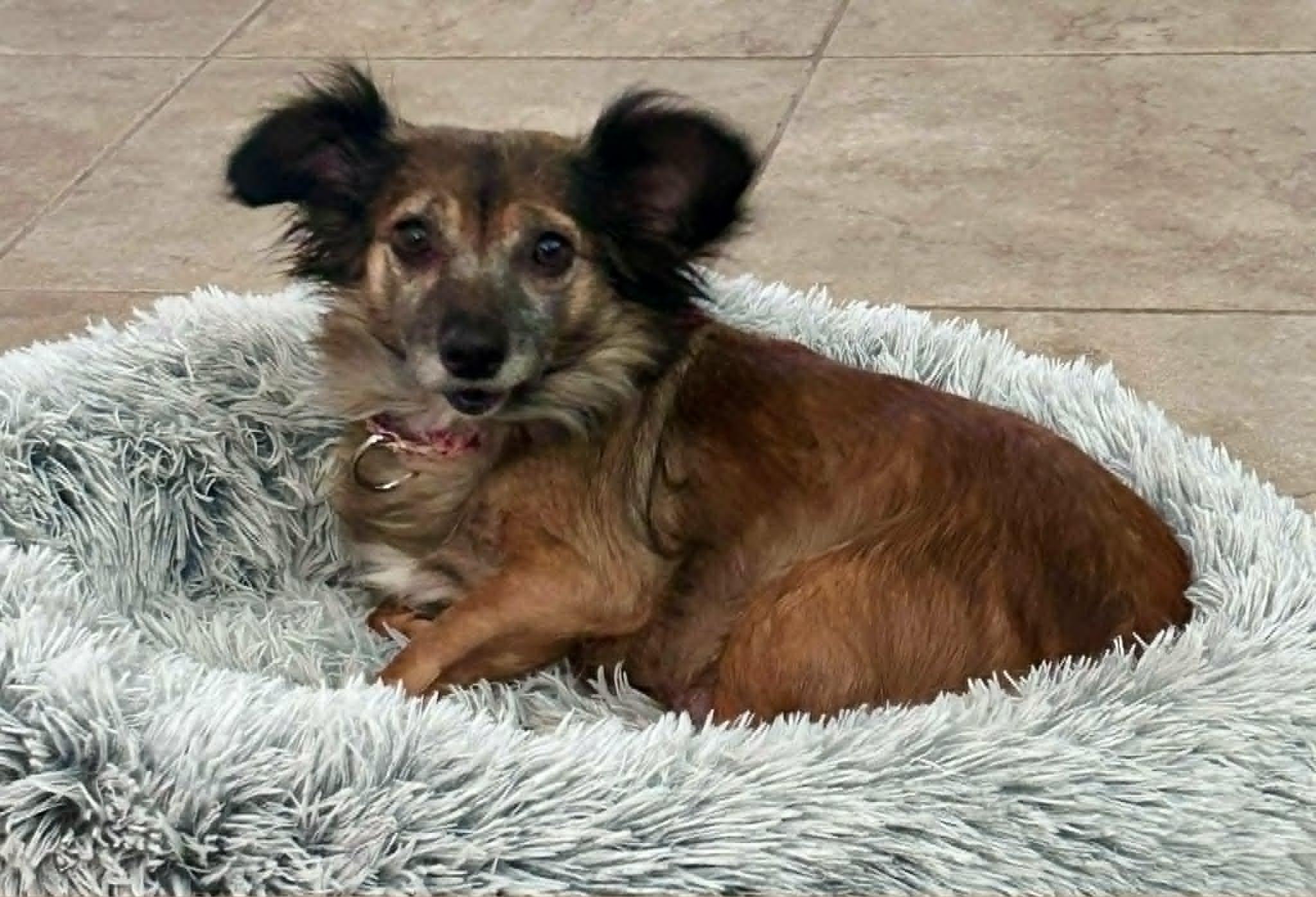 Enlarge Abby, a ADOPTABLE mixed breed in Temecula, CA image 1/6