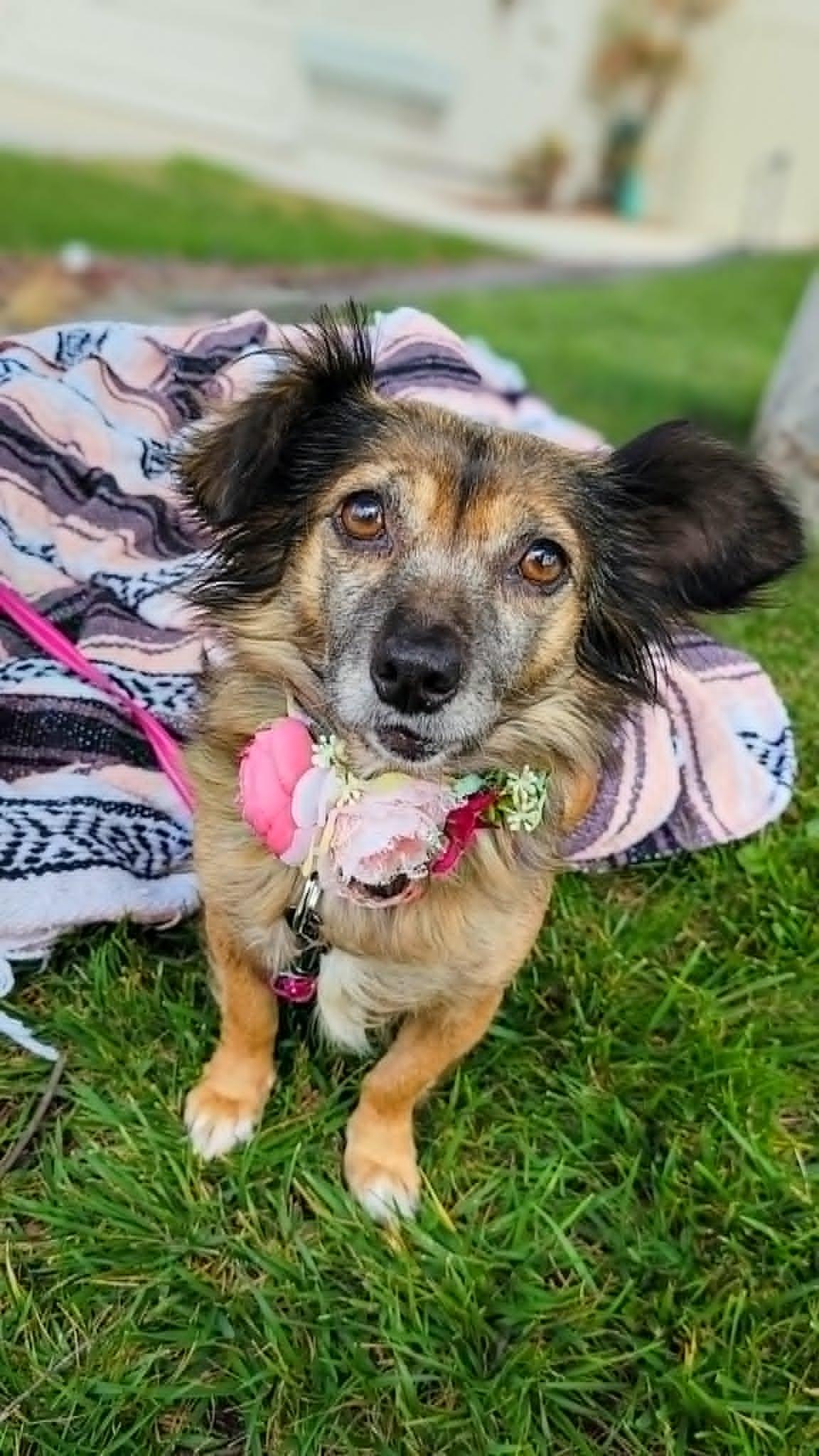 Enlarge Abby, a ADOPTABLE mixed breed in Temecula, CA image 5/6