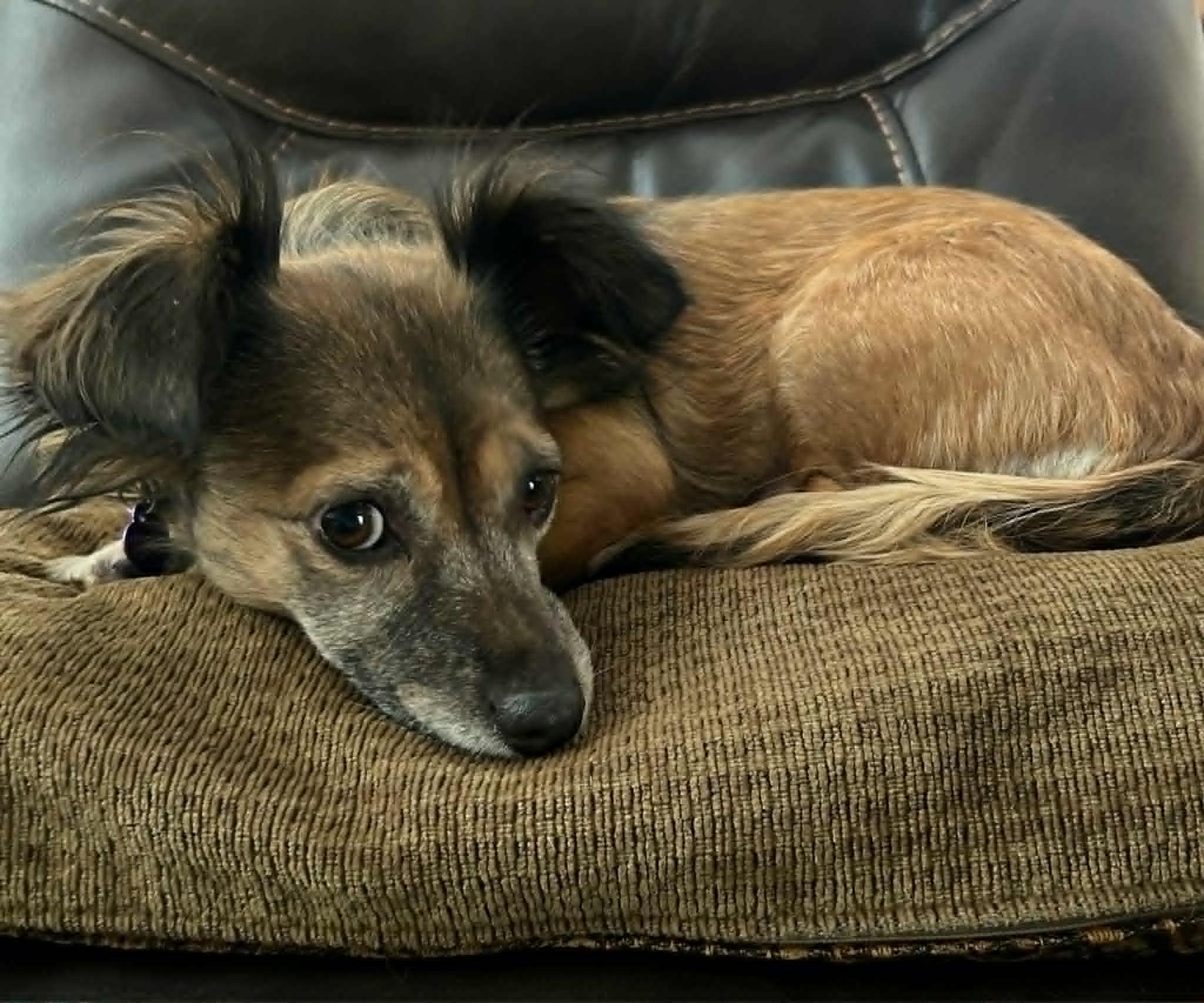 Enlarge Abby, a ADOPTABLE mixed breed in Temecula, CA image 6/6