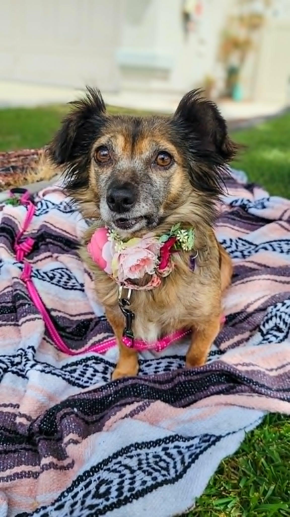 Enlarge Abby, a ADOPTABLE mixed breed in Temecula, CA image 2/6