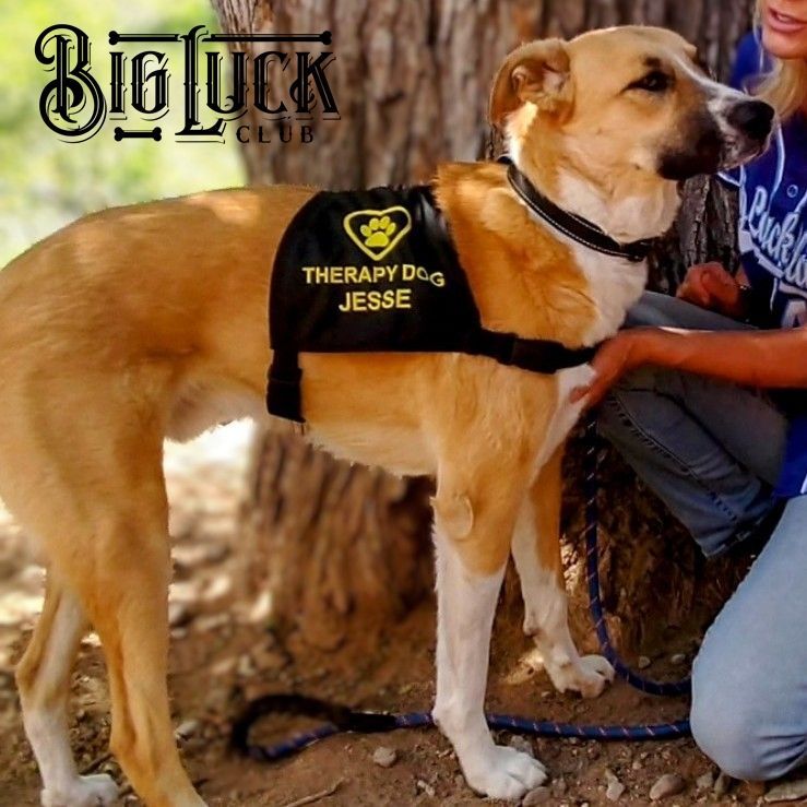 Brothers and Overachievers, a Adopted mixed breed in Cottonwood, AZ image 1/3