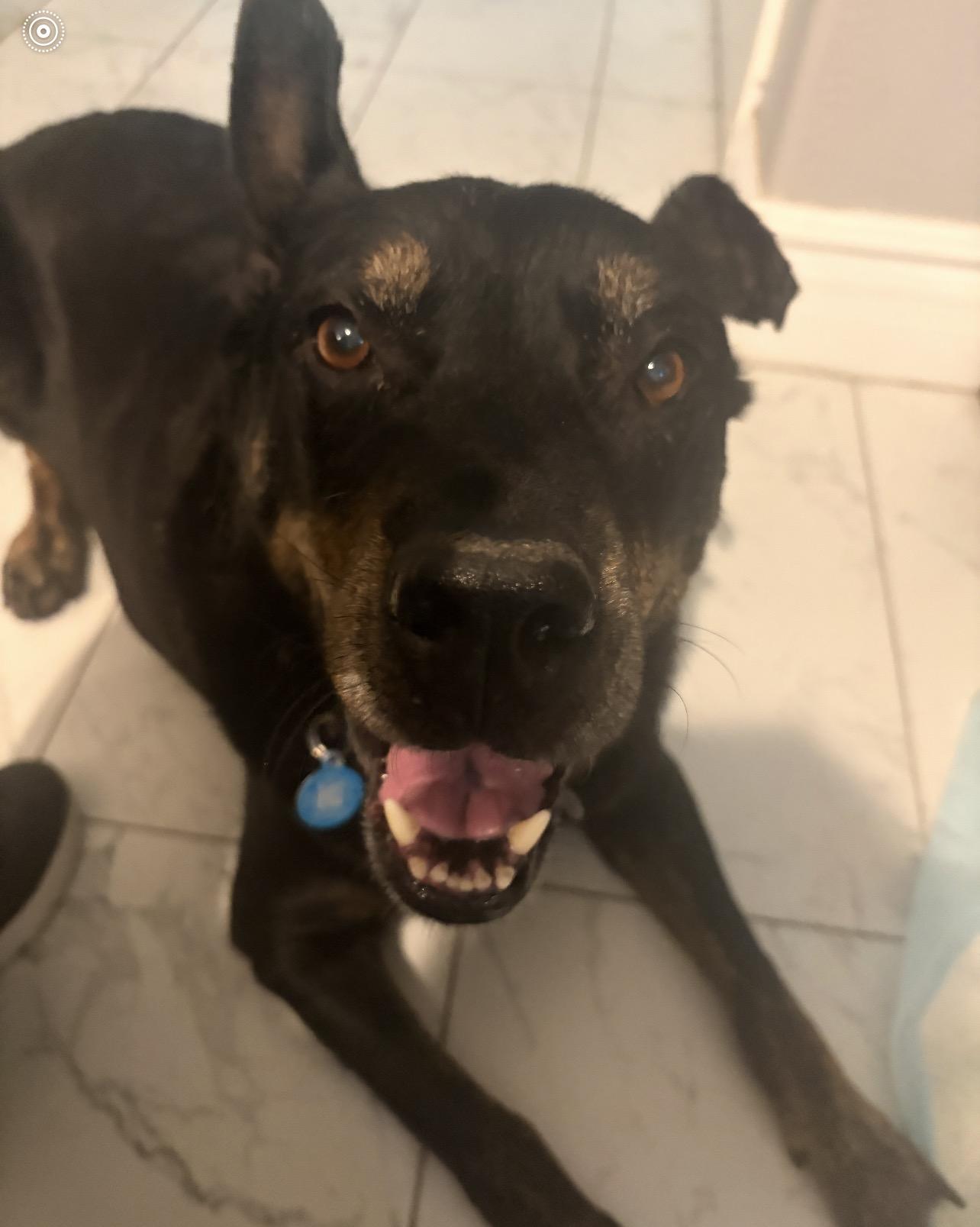 Enlarge Duke, a Adoptable mixed breed in Tucson, AZ image 2/3