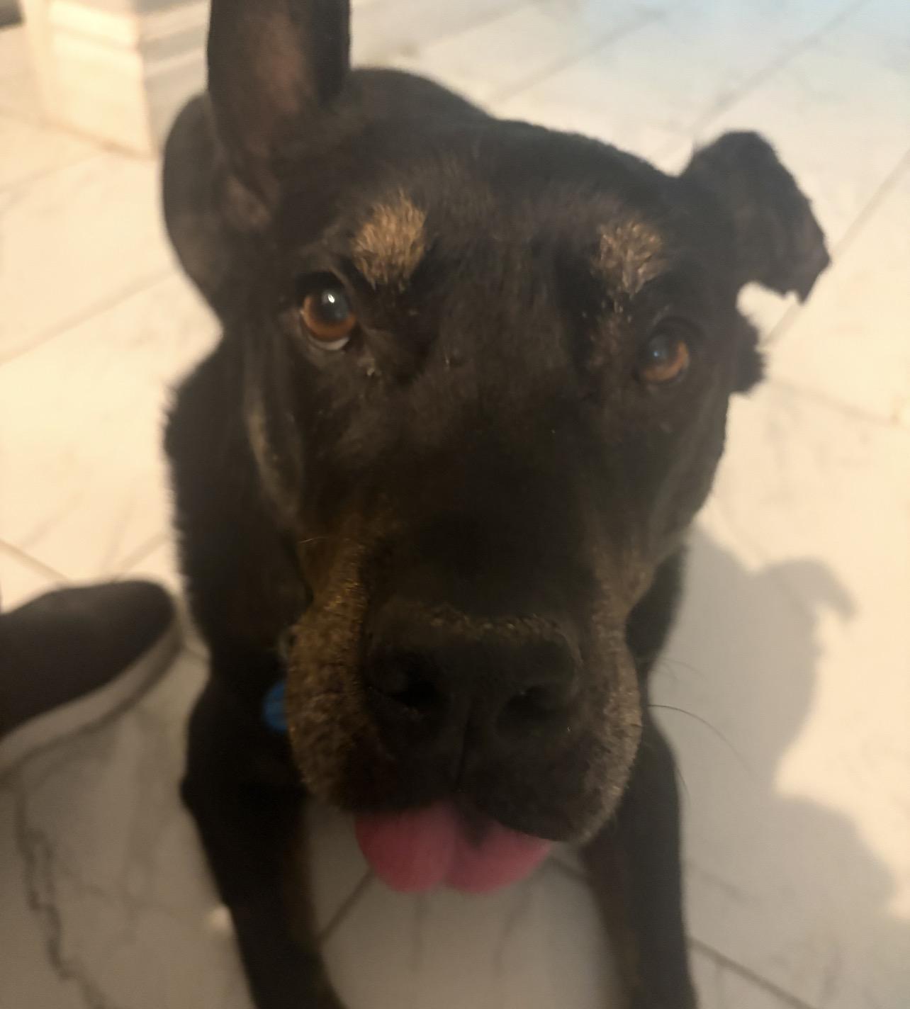 Enlarge Duke, a Adoptable mixed breed in Tucson, AZ image 3/3