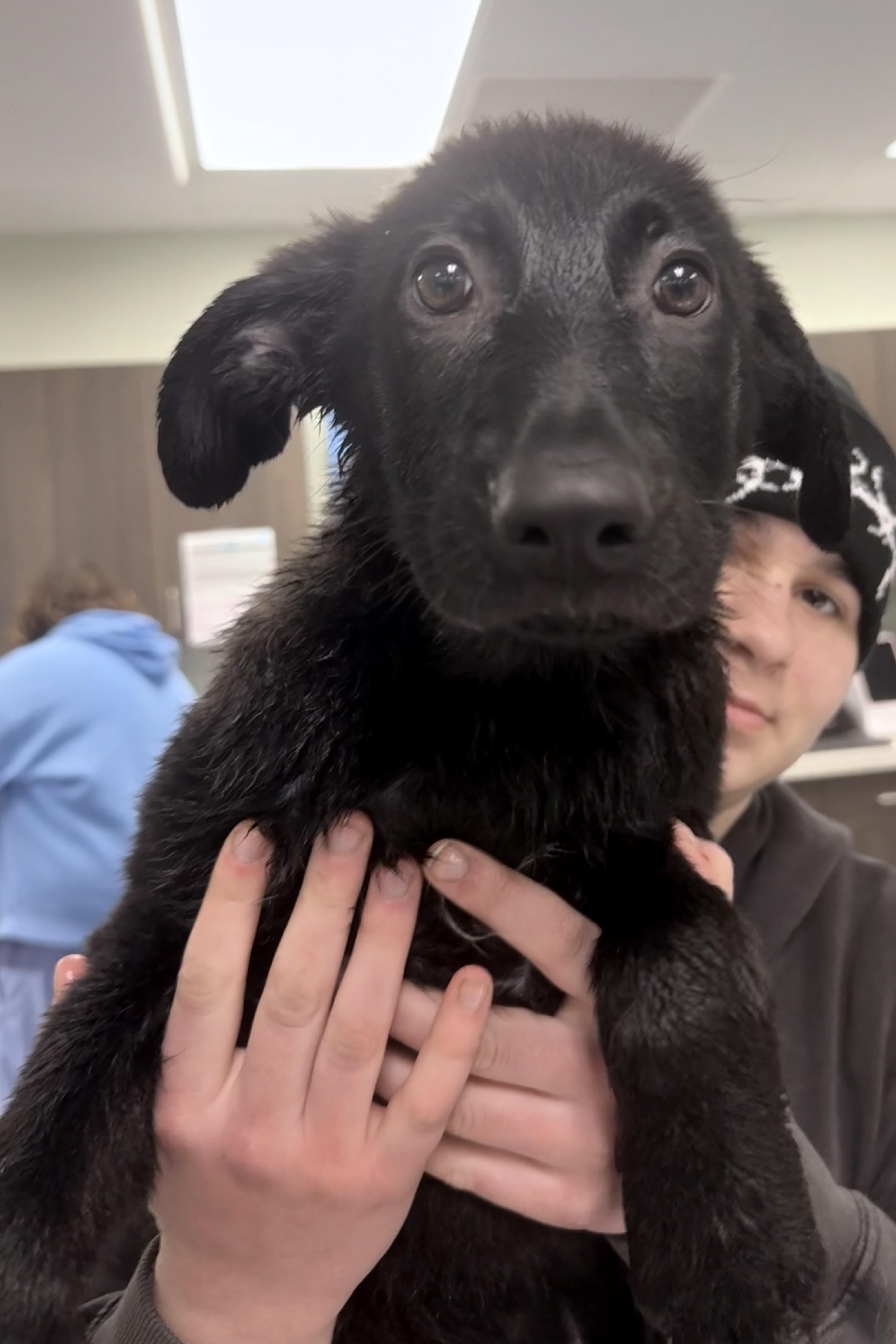 Enlarge Ammo, an adopted German Shepherd Dog in Milford, CT image 4/6