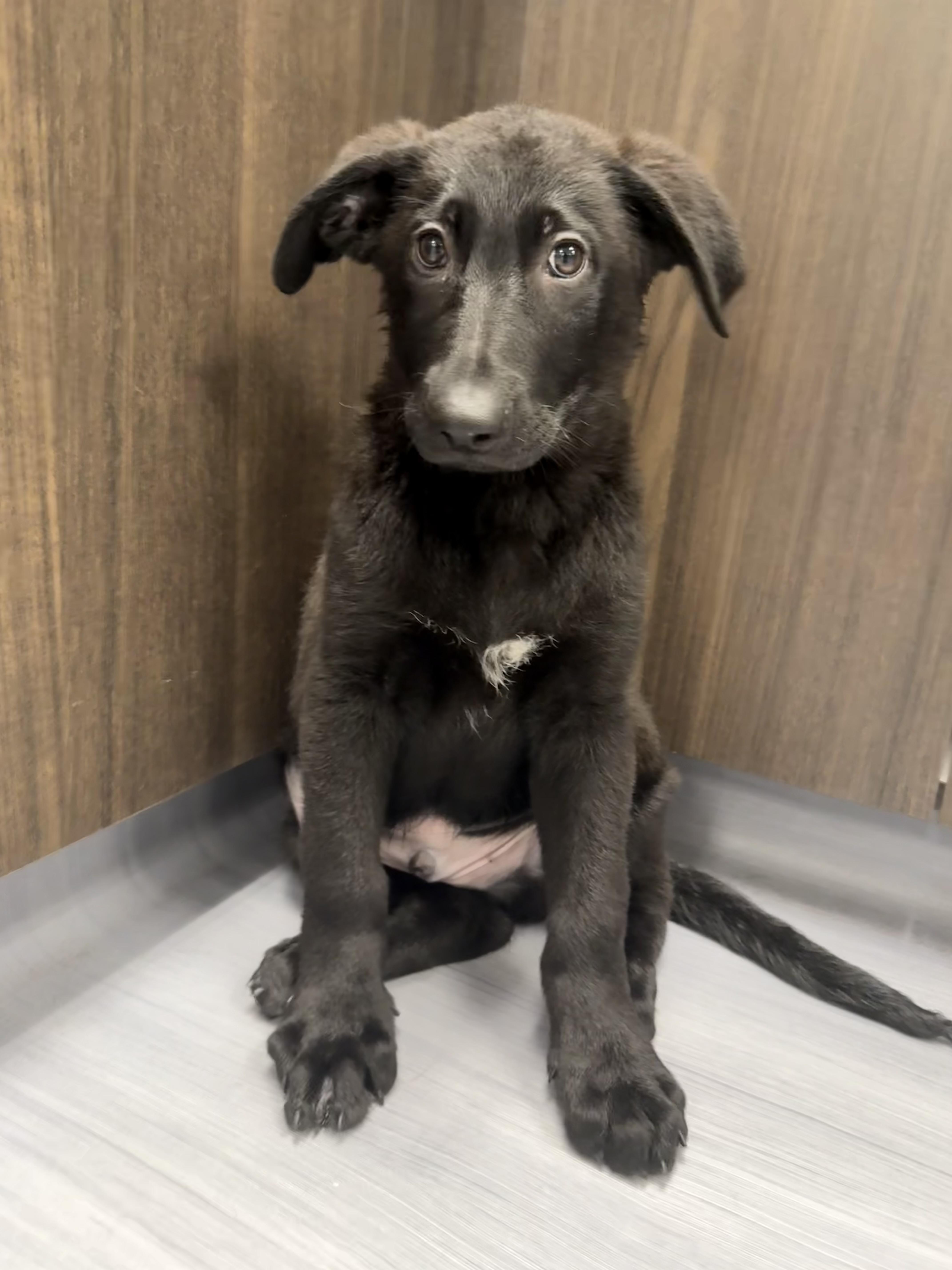 Ammo, adopted, Puppy Male German Shepherd Dog.