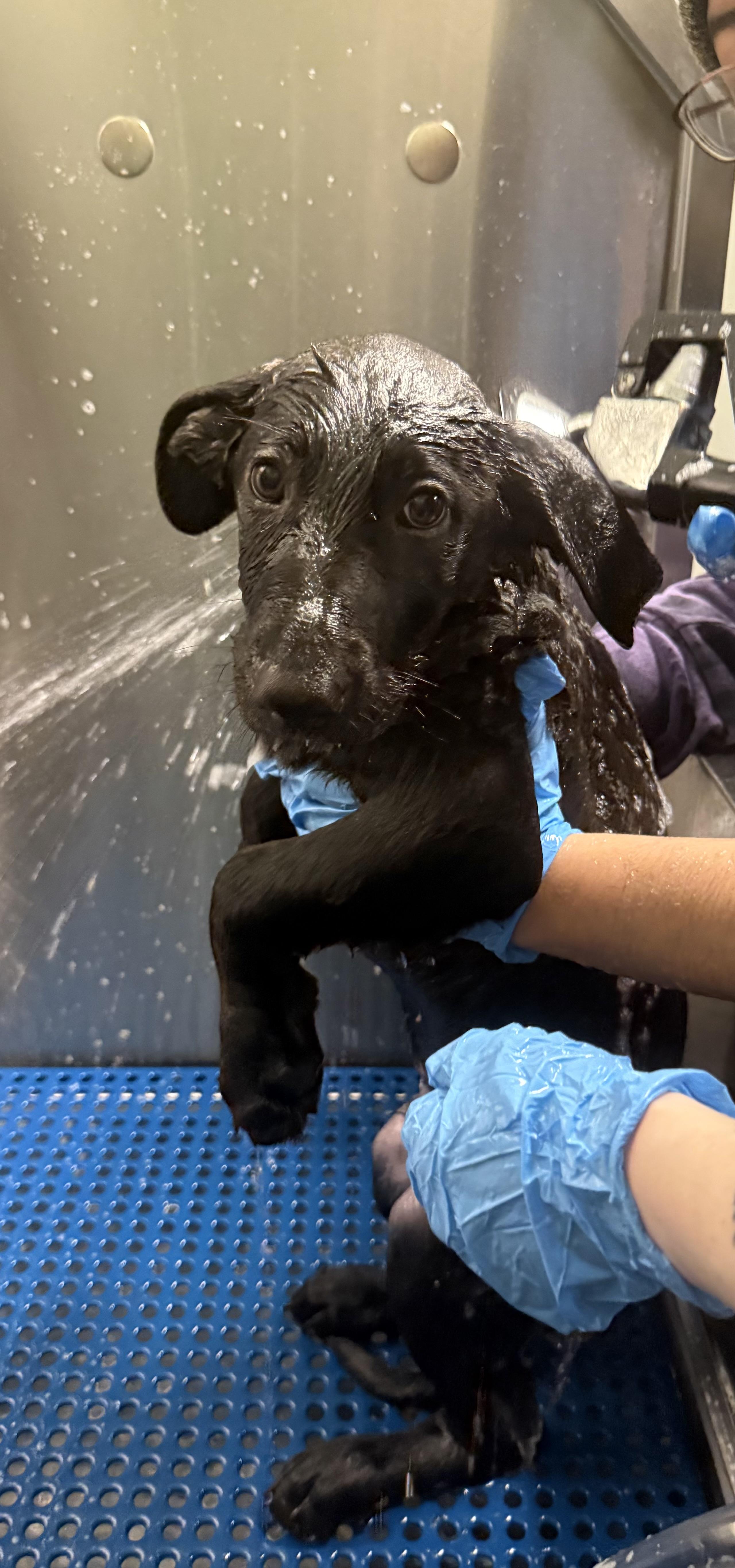 Enlarge Ammo, an adopted German Shepherd Dog in Milford, CT image 3/6