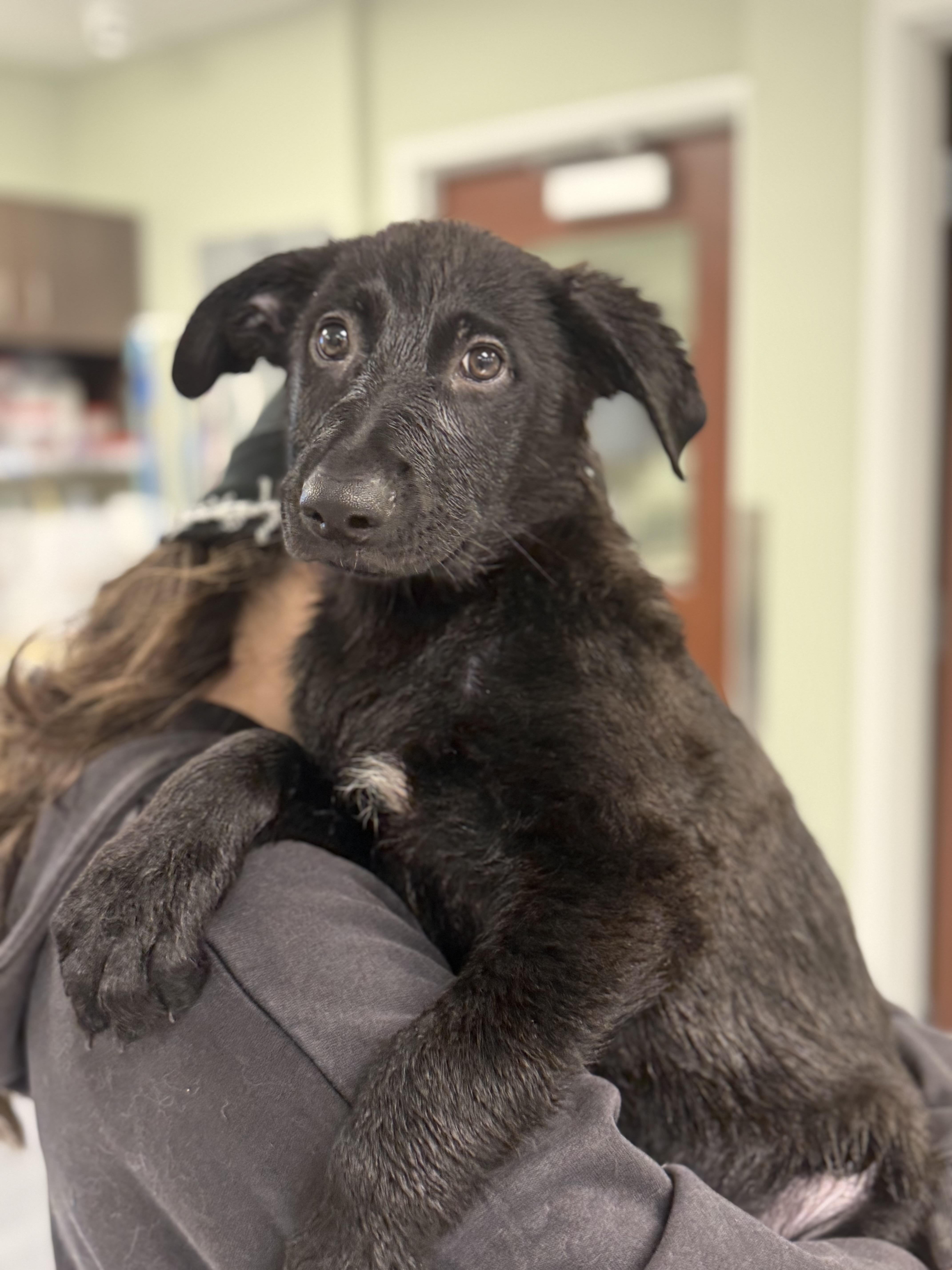 Enlarge Ammo, an adopted German Shepherd Dog in Milford, CT image 5/6