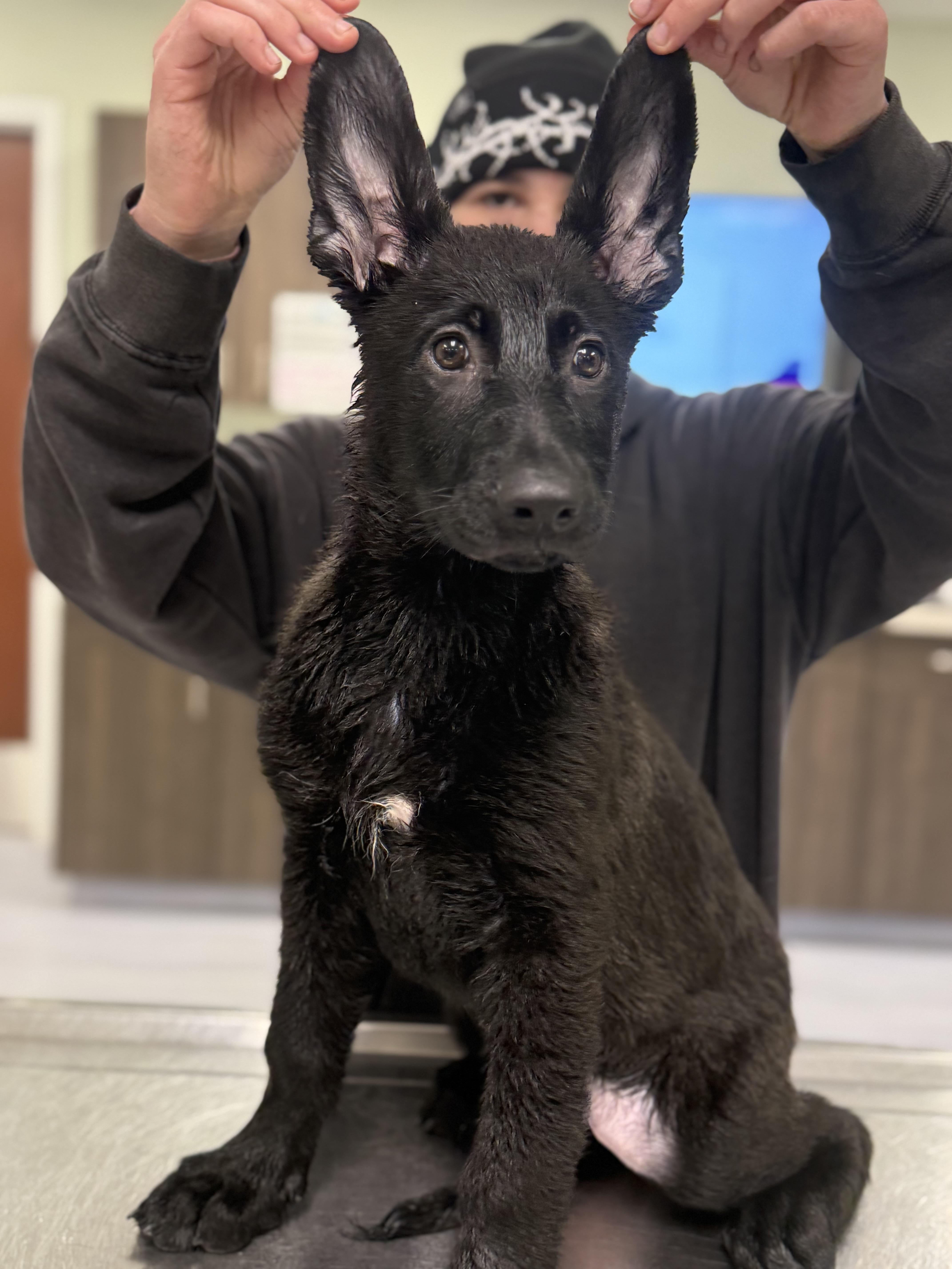 Enlarge Ammo, an adopted German Shepherd Dog in Milford, CT image 6/6