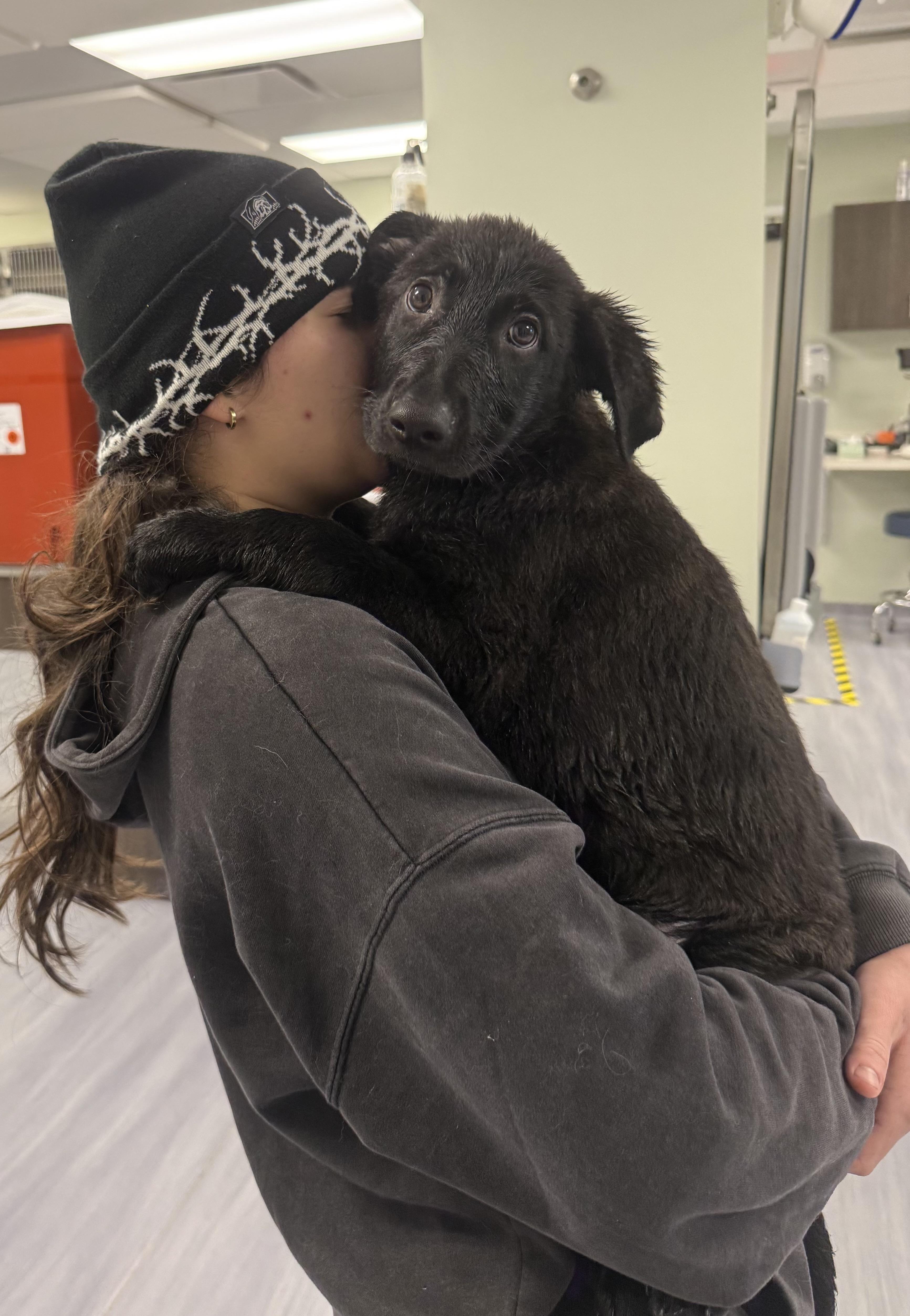 Enlarge Ammo, an adopted German Shepherd Dog in Milford, CT image 2/6