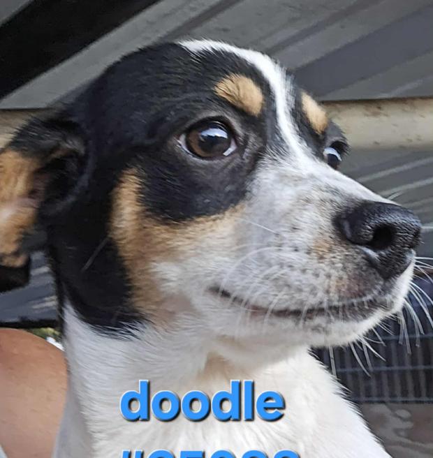 Enlarge Doodle in TX, a Adoptable mixed breed in Cranston, RI image 1/1