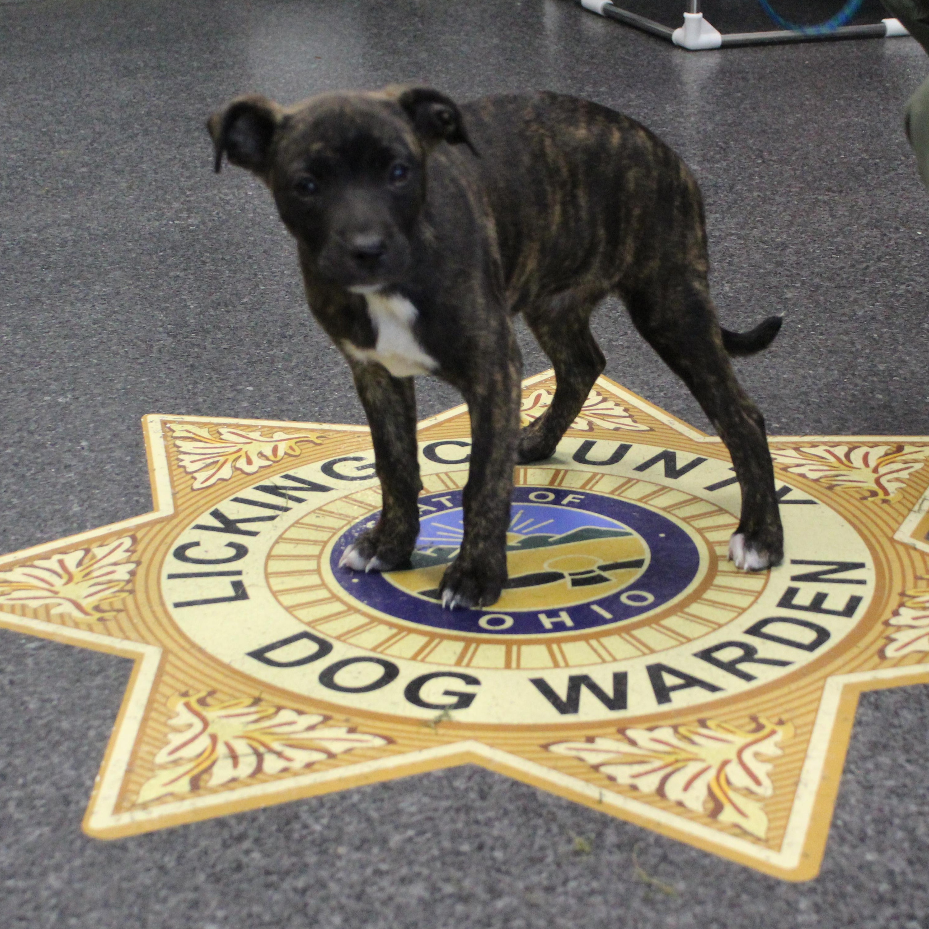 Enlarge Olivia (12391), a Adopted mixed breed in Heath, OH image 1/2