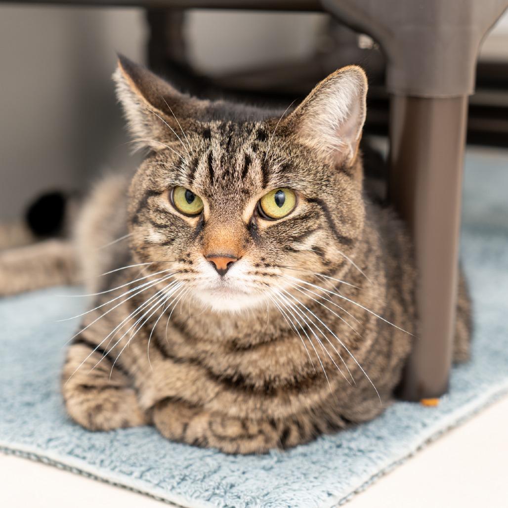 Daphne, a Adoptable Domestic Short Hair in New York, NY image 1/2