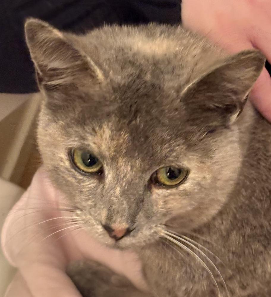 Enlarge Delilah, a Adoptable mixed breed in Vienna , VA image 1/3