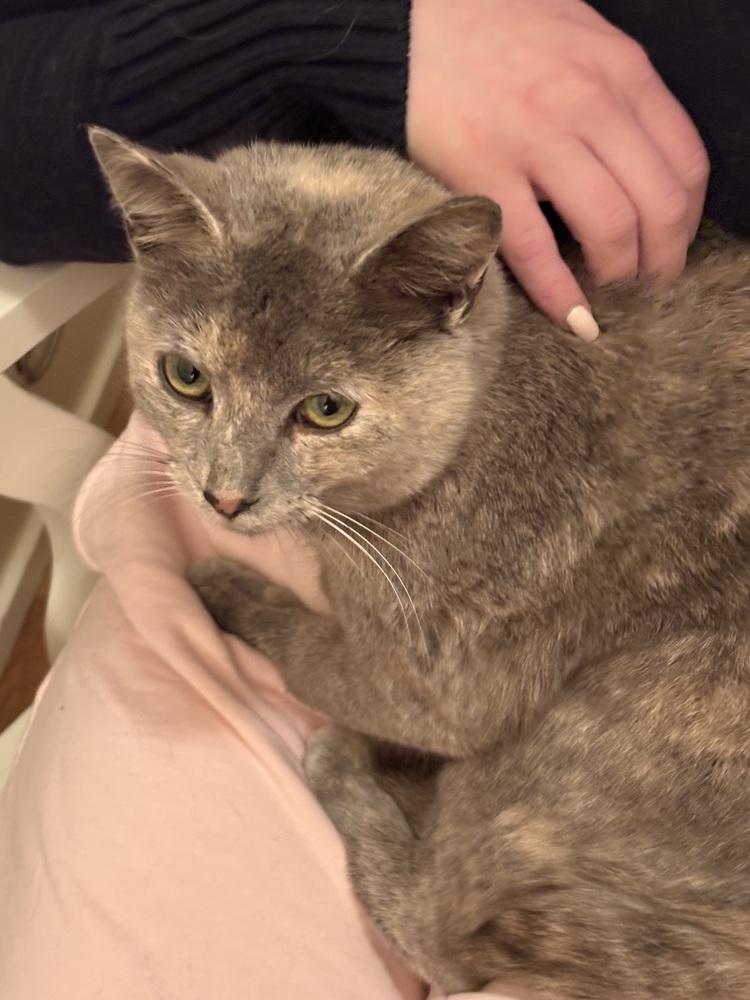 Enlarge Delilah, a Adoptable mixed breed in Vienna , VA image 2/3