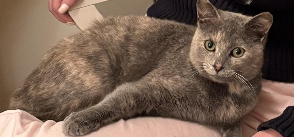 Enlarge Delilah, a Adoptable mixed breed in Vienna , VA image 3/3