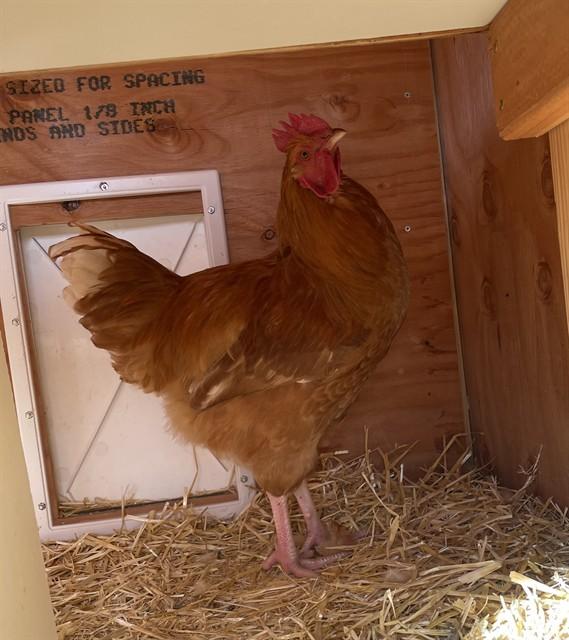 ROJA, Adoptable, Baby Male Chicken.