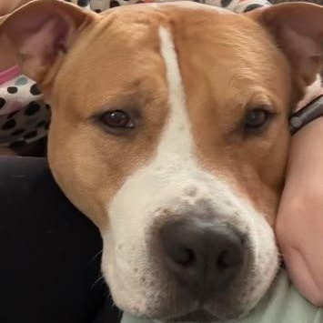 King, adopted, Adult Male Pit Bull Terrier.