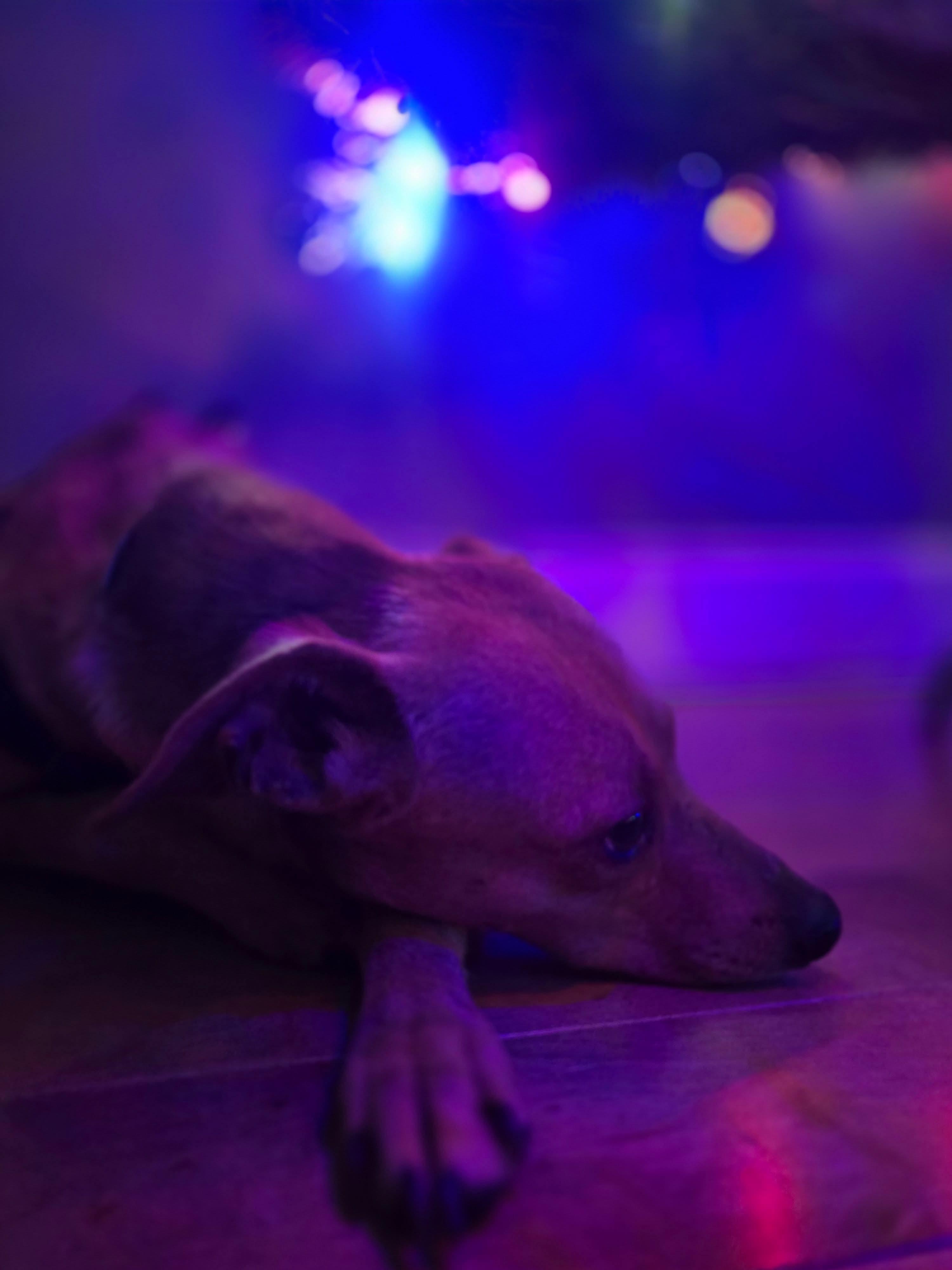 Enlarge Miggy, a Adoptable mixed breed in Portland, ME image 2/5