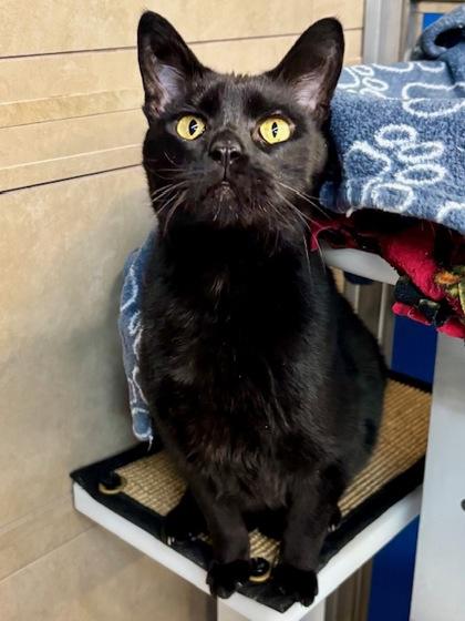 Jasper, Adoptable, Adult Male Domestic Short Hair & Domestic Short Hair.