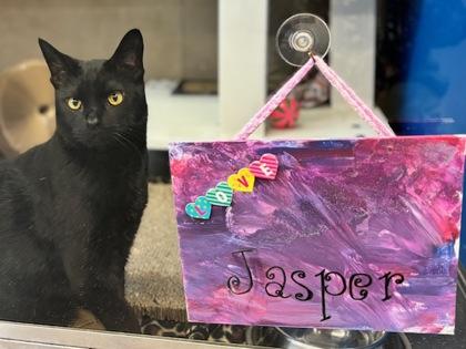 Jasper, a Adoptable mixed breed in Fort Worth, TX image 2/3
