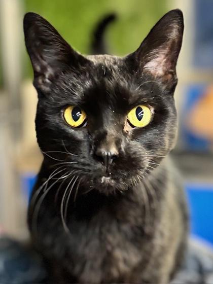 Jasper, a Adoptable mixed breed in Fort Worth, TX image 3/3