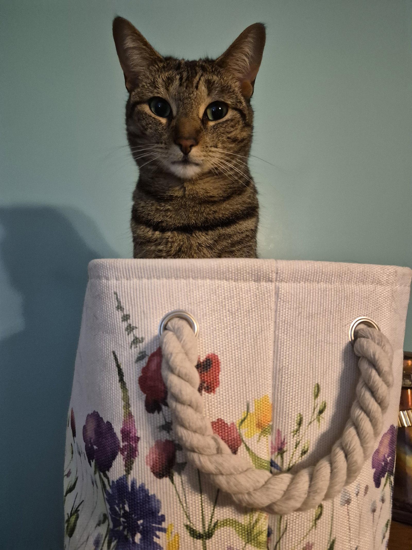 C266 litter Simone, a Adoptable mixed breed in Livonia, MI image 1/3