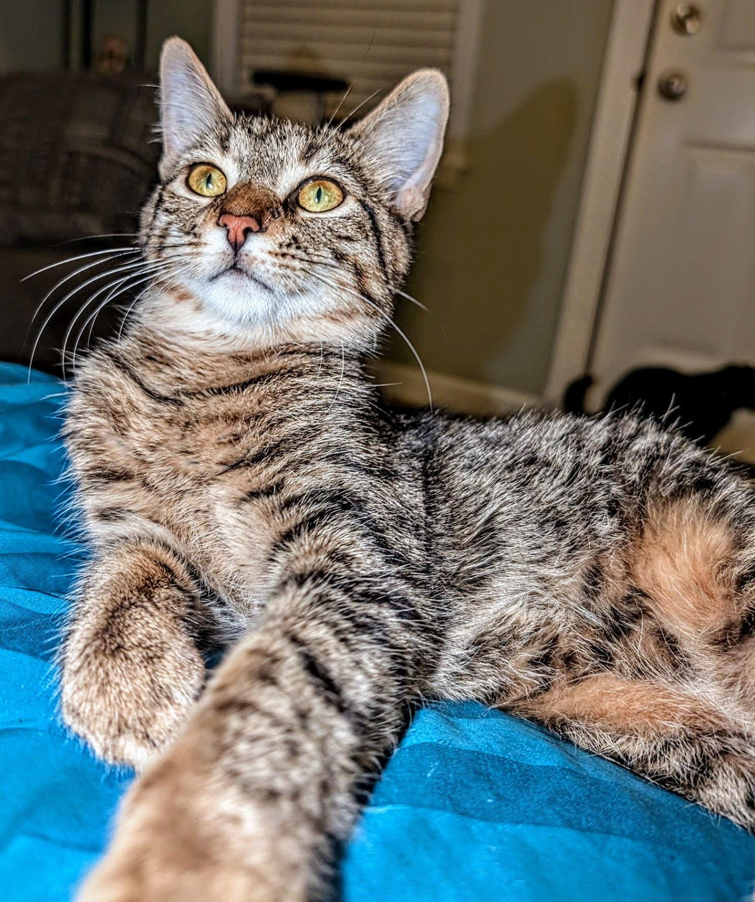 C266 litter Simone, a Adoptable mixed breed in Livonia, MI image 2/3
