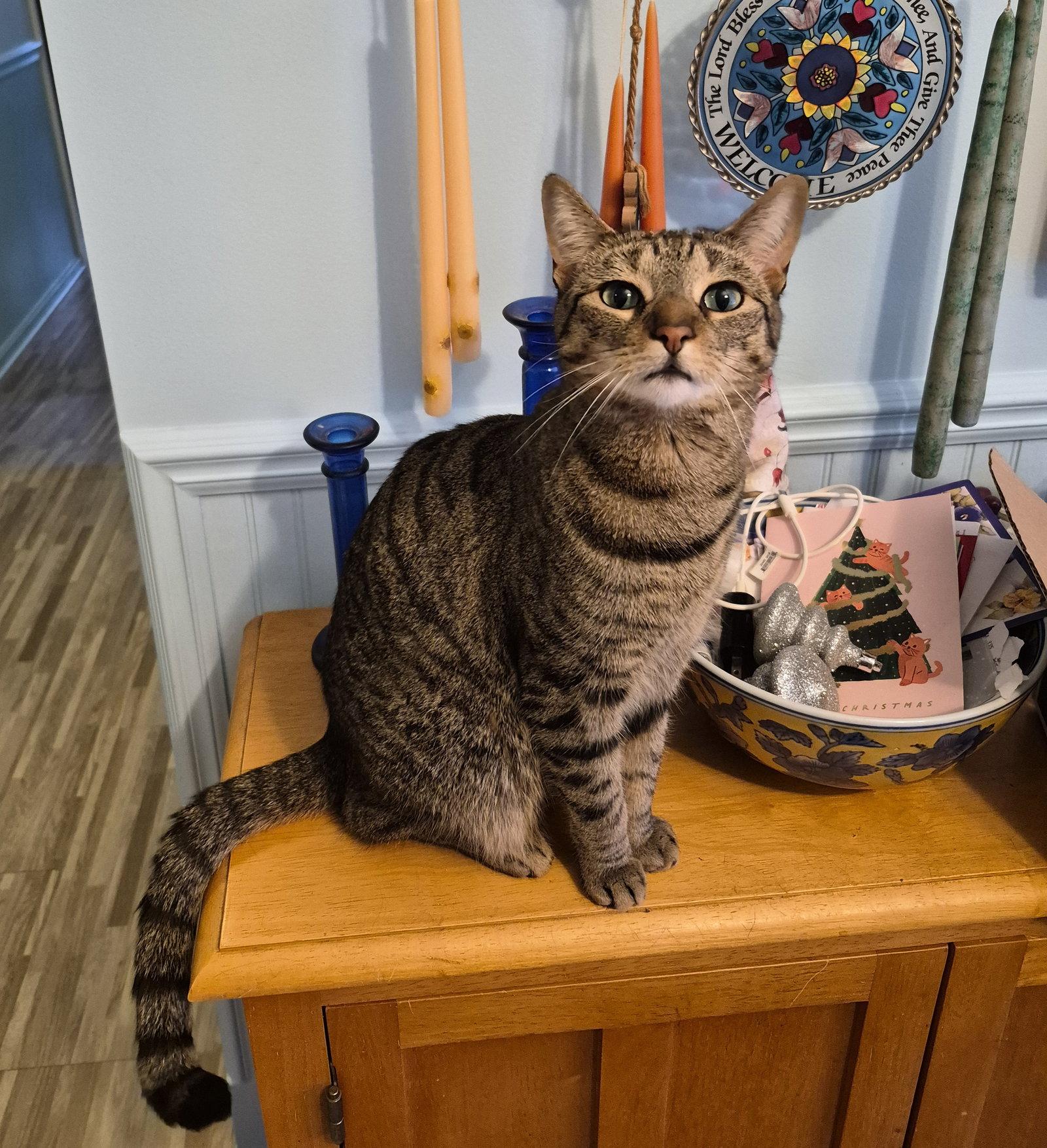 C266 litter Simone, Adoptable, Kitten Female Domestic Short Hair & Tabby.