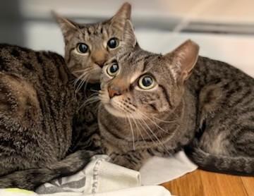 Jamie and PQ (bonded sisters, reduced adoption fee), an adopted Domestic Short Hair in Melrose, MA image 3/6