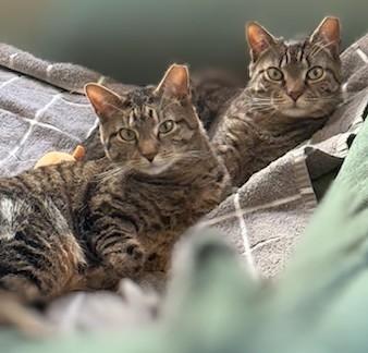 Jamie and PQ (bonded sisters, reduced adoption fee), an adopted Domestic Short Hair in Melrose, MA image 1/6