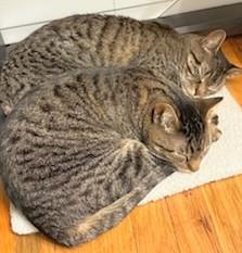 Jamie and PQ (bonded sisters, reduced adoption fee), an adopted Domestic Short Hair in Melrose, MA image 4/6