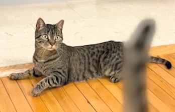 Jamie and PQ (bonded sisters, reduced adoption fee), an adopted Domestic Short Hair in Melrose, MA image 5/6