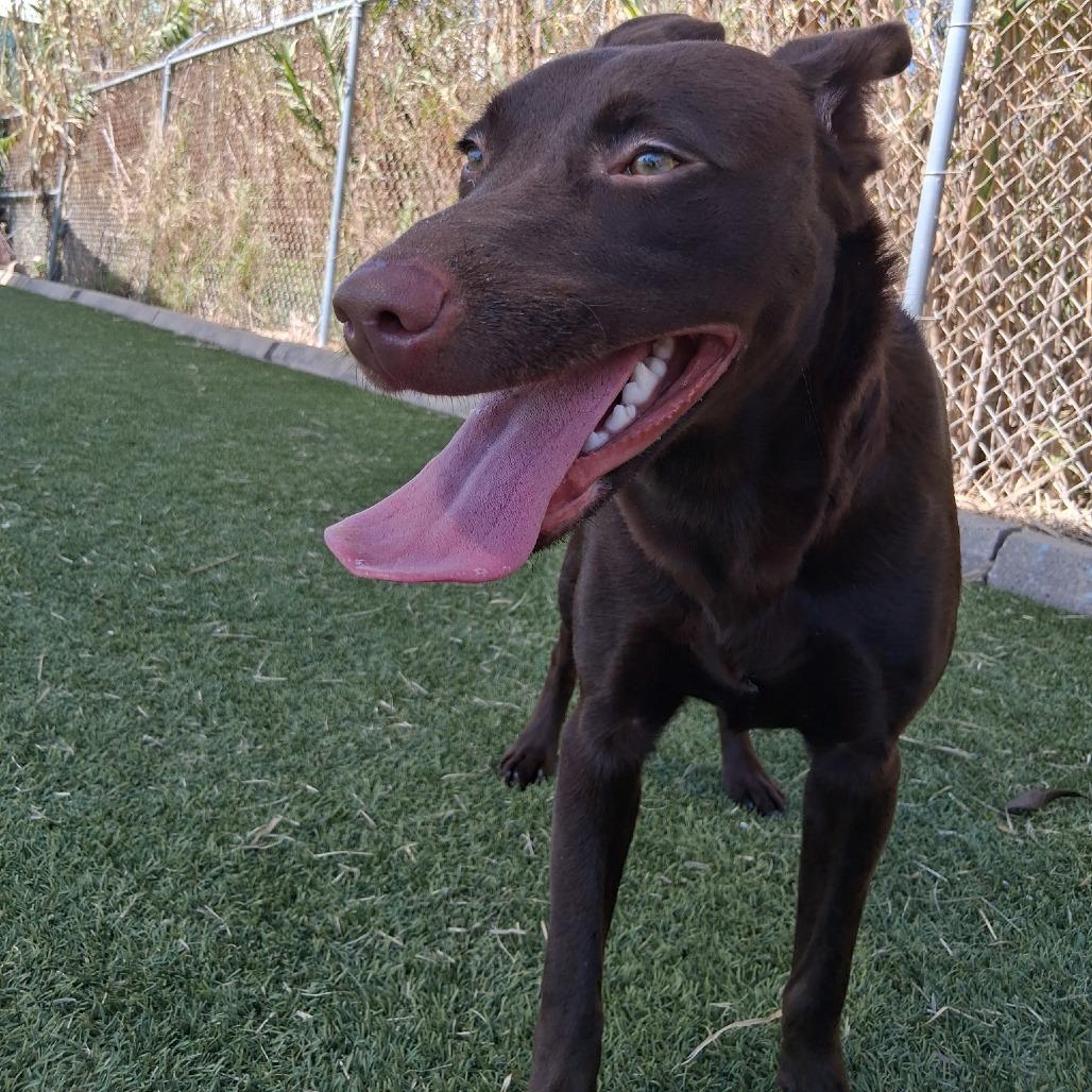 Moose, Adoptable, Young Male Australian Kelpie & Mixed Breed.