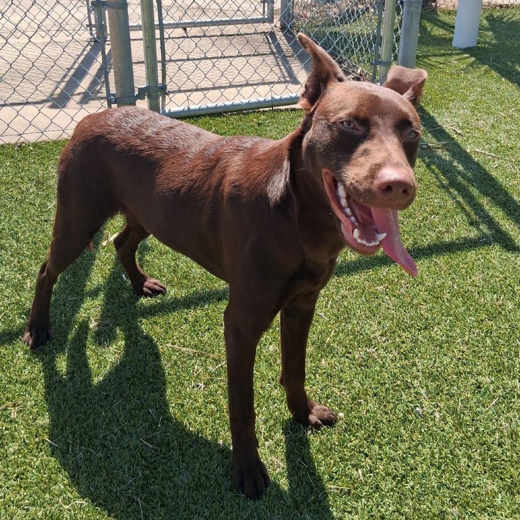 Enlarge Moose, a Adoptable mixed breed in Galveston, TX image 2/6