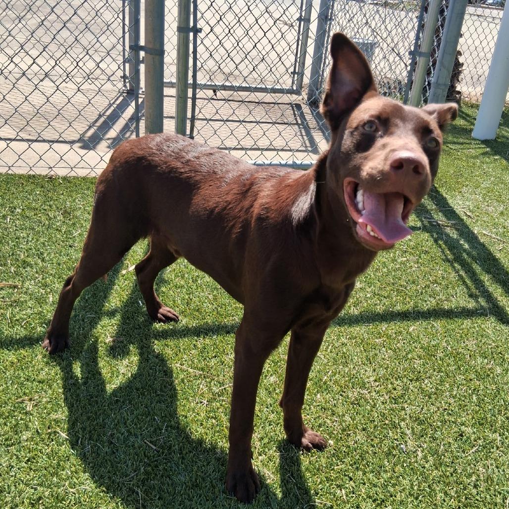 Enlarge Moose, a Adoptable mixed breed in Galveston, TX image 3/6