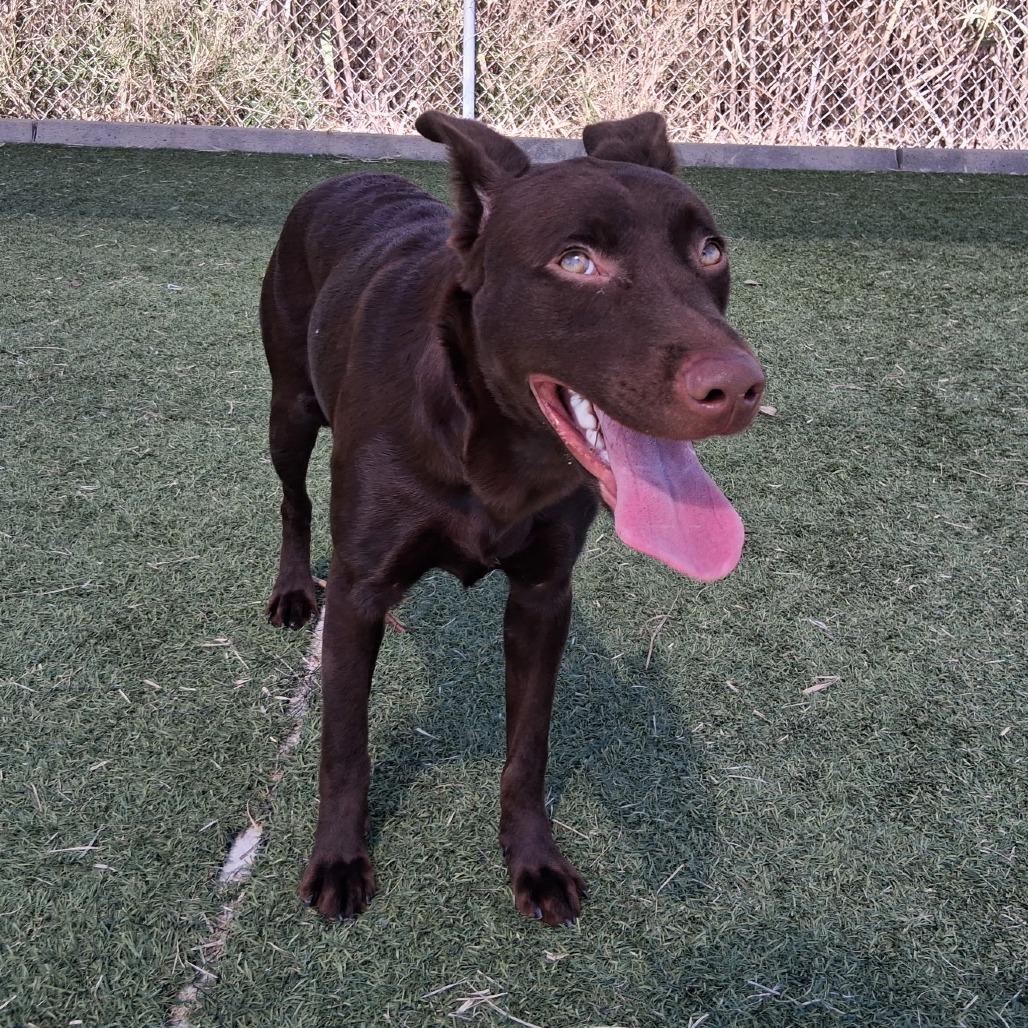 Enlarge Moose, a Adoptable mixed breed in Galveston, TX image 4/6