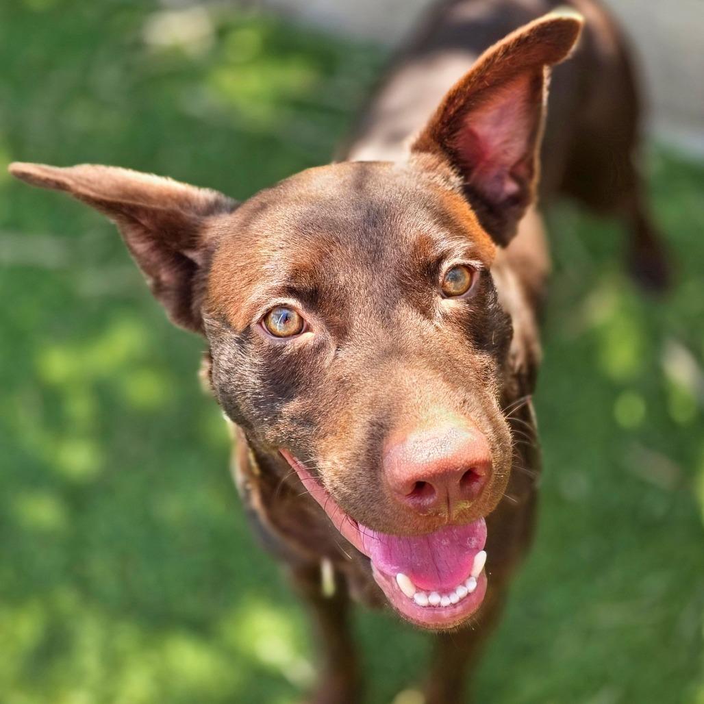 Enlarge Moose, a Adoptable mixed breed in Galveston, TX image 5/6