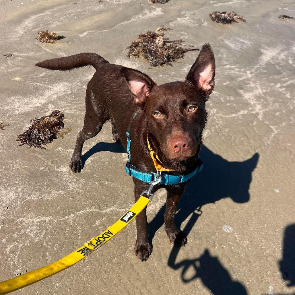 Enlarge Moose, a Adoptable mixed breed in Galveston, TX image 6/6