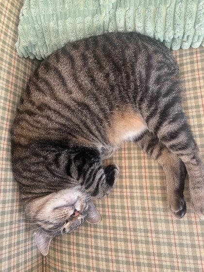 Shiraz, Adoptable, Adult Female Domestic Short Hair & Domestic Short Hair.