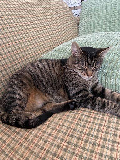 Enlarge Shiraz, a Adoptable mixed breed in Columbus, IN image 2/3
