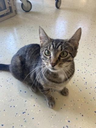 Shiraz, Adoptable, Adult Female Domestic Short Hair & Domestic Short Hair.