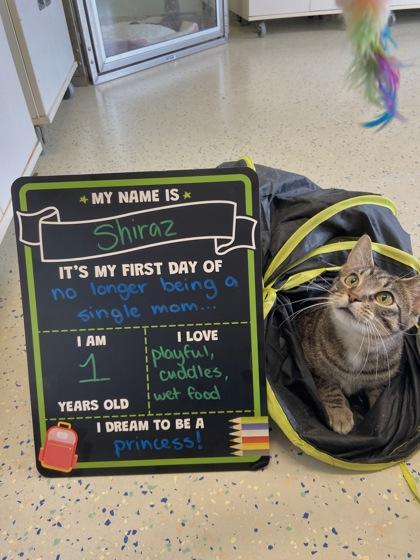Shiraz, a Adoptable mixed breed in Columbus, IN image 2/3