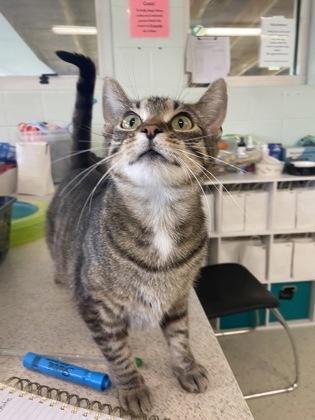 Shiraz, a Adoptable mixed breed in Columbus, IN image 3/3