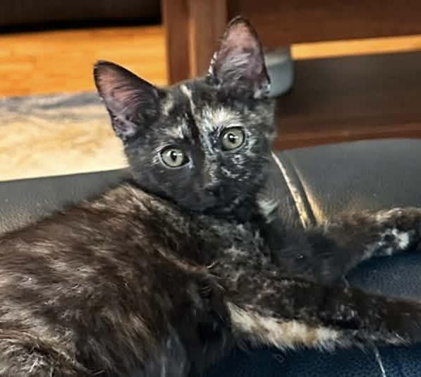 Enlarge Patches, a ADOPTABLE Domestic Short Hair in Breinigsville, PA image 1/1