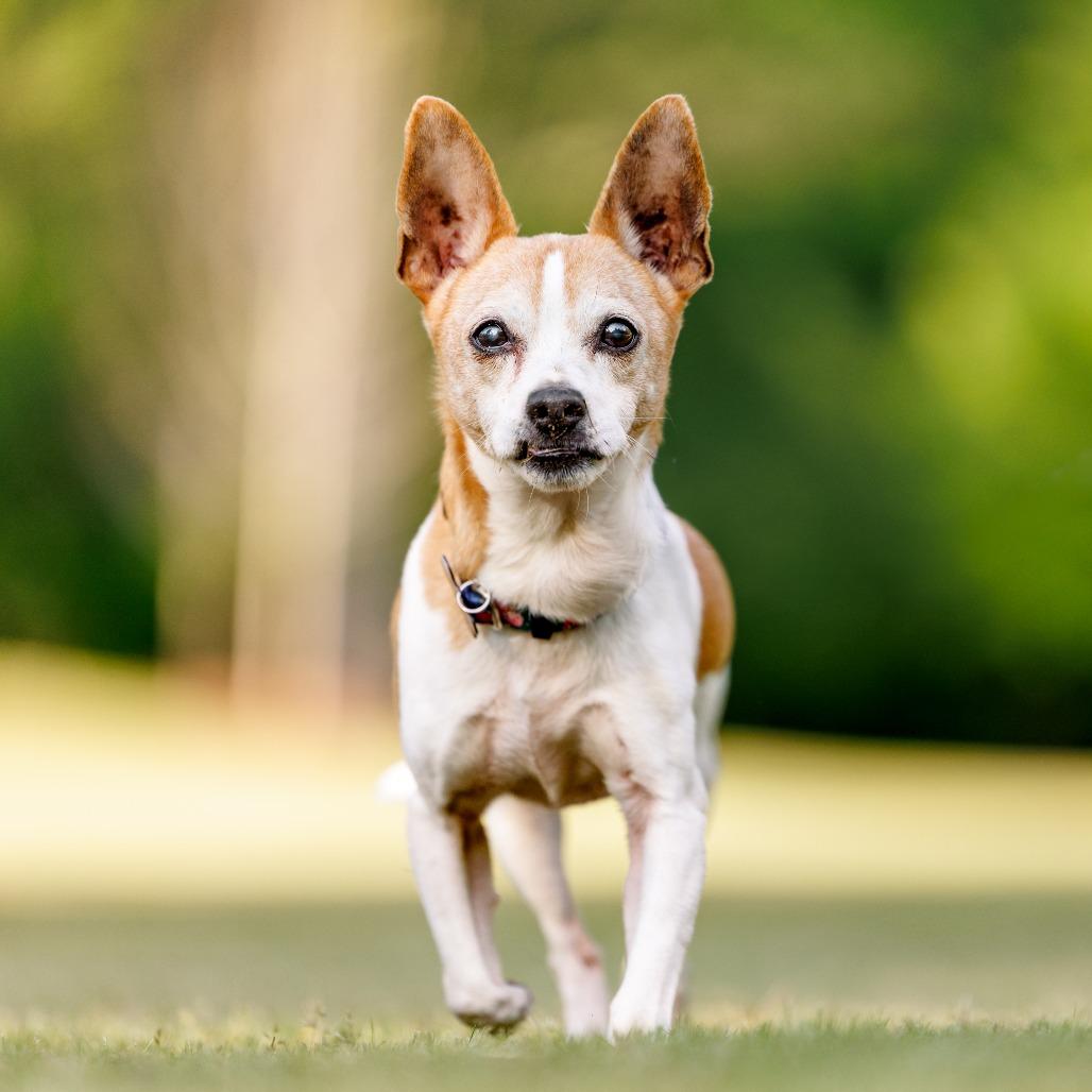 Enlarge Gary, a Adoptable mixed breed in Durham, NC image 1/6