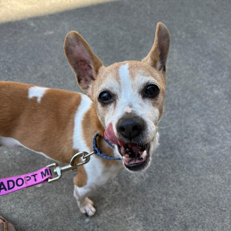 Enlarge Gary, a Adoptable mixed breed in Durham, NC image 2/6