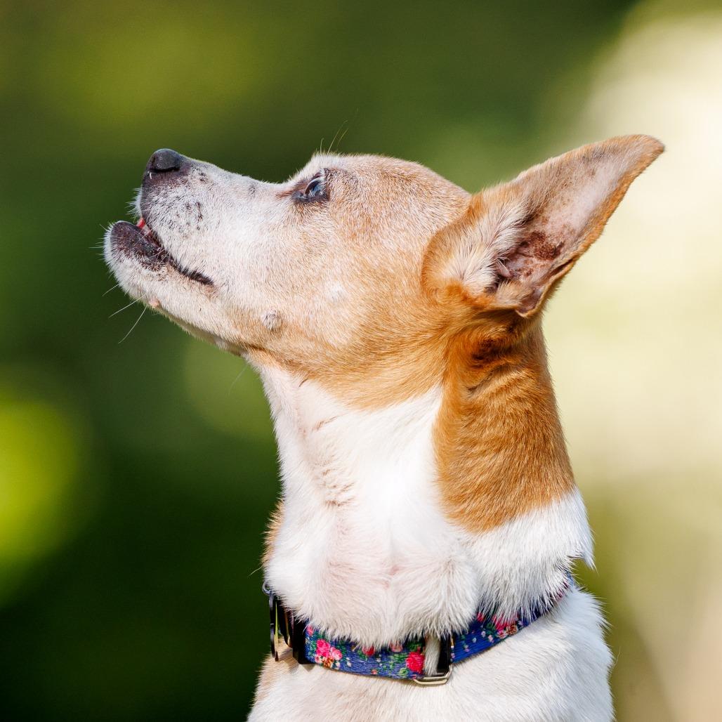 Enlarge Gary, a Adoptable mixed breed in Durham, NC image 3/6