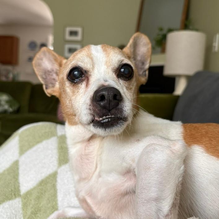 Enlarge Gary, a Adoptable mixed breed in Durham, NC image 1/6